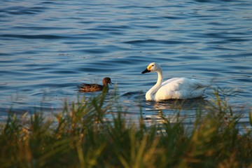 琵琶湖を泳ぐコハクチョウと鴨