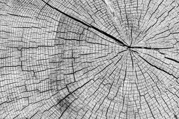 Cross section of large tree trunk in black and white