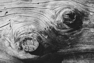 Closeup of cut branches on the side of weathered log