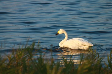 琵琶湖を泳ぐコハクチョウ