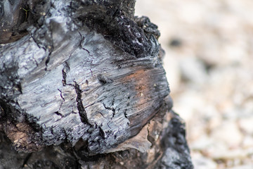 Verkohltes Holz eines wilden Lagerfeuers am Flussufer zeigt schwarze Kohle als Ergebnis von verbranntem Holz und Überreste von Camping und Zelten im Freien oder Buschfeuer