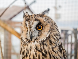 An owl with large round eyes sits in cage