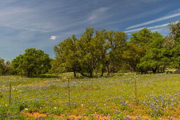 Bluebonnets wildflowers and fence line in field and blue sky background