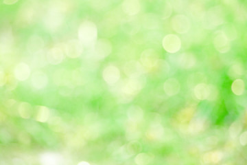 abstract ornate nature border and blur bokeh green