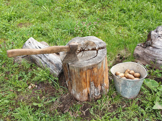 vegetable garden bucket potato axe stump.