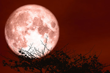 red sturgeon moon on the night red sky back silhouette dry branch tree