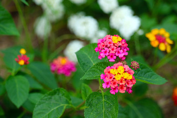 yellow red pink magenta color of lantana camara flower in garden blooming