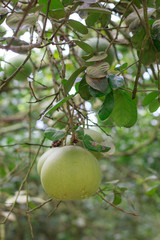 Pomelo, ripening fruits of the pomelo, natural citrus fruit, green pomelo hanging on branch of the tree