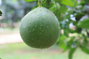 Pomelo, ripening fruits of the pomelo, natural citrus fruit, green pomelo hanging on branch of the tree