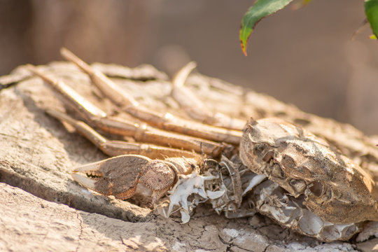 Skelett einer toten Krabbe am Strand als Opfer einer M&ouml;we an der K&uuml;ste aus dem Wasser gefischt und als Delikatesse gefressen von Wasserv&ouml;geln mit Appetit auf Krabbenfleisch ohne Scheren