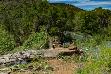 Bluebonnets wildflowers along tree stump in field and blue sky background