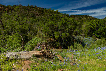 Fototapeta na wymiar Bluebonnets wildflowers along tree stump in field and blue sky background