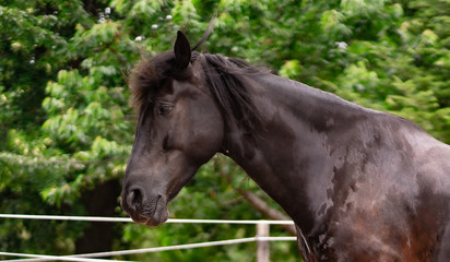 Pferd © Julia Graf