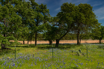 Bluebonnets wildflowers field in Texas hillcountry and blue sky background