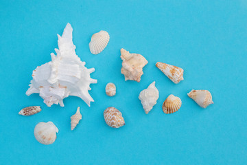 Obraz na płótnie Canvas Seashells on blue background top view, copy space