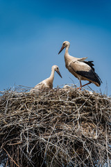 Stork in the nest close-up against the sky.
