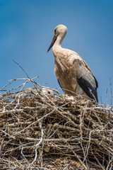 Stork in the nest close-up against the sky.