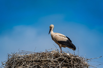 Stork in the nest close-up against the sky.