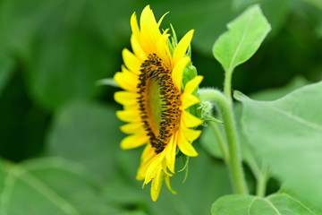 Sunflowers can be seen in the summer.