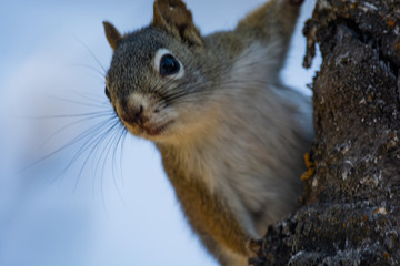 Obraz premium Squirrel in a Tree 