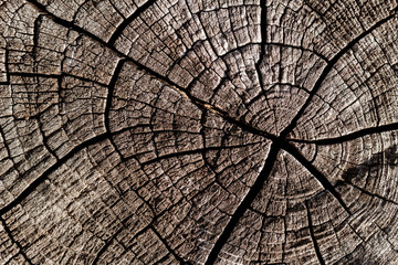 Texture of an old wood stub with big cracks.