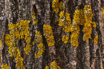 tree with yellow lichen close-up