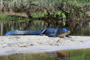 American Alligator, Alligator mississippiensis, on the bank of Fisheating Creek, Florida, on an autumn afternoon.
