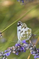 Farfalla su fiore di lavanda