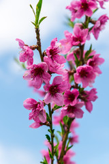 Obraz premium Beautiful spring flowers