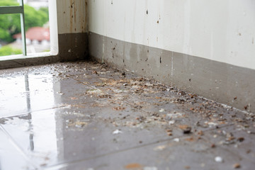 Birds or pigeons make floor and wall dirty by dropping a lots of poops when the owner of house is...