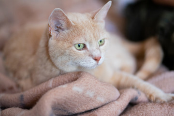 Katze