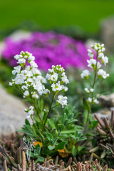 Beautiful spring flowers