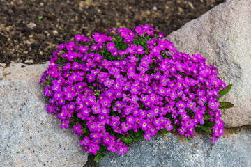 Beautiful spring flowers