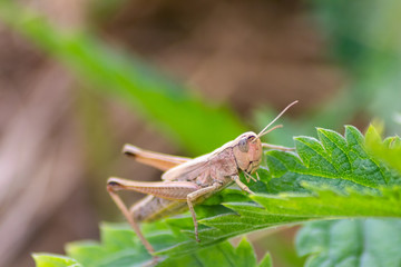 Grashüpfer / Heuschrecke als Plage für die Landwirtschaft und Nahrung der Zukunft hüpft durchs Gras im Garten und auf den Feldern der Landwirtschaft