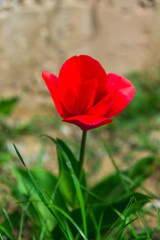 Beautiful spring flowers