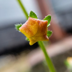 Yellow wild flower in the shape of a star on a summer day. Shot in natural light.