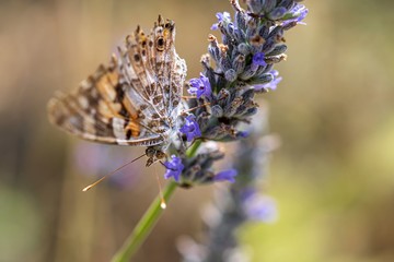 Farfalla su fiore di lavanda