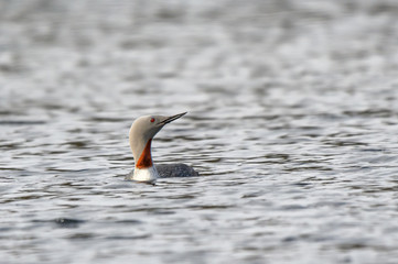 The red-throated loon or red-throated diver (Gavia stellata) - migratory aquatic bird