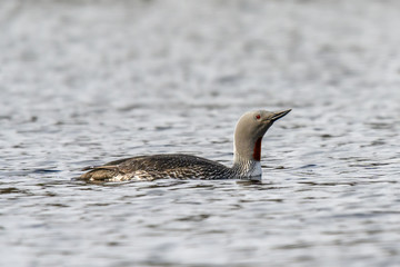 The red-throated loon or red-throated diver (Gavia stellata) - migratory aquatic bird