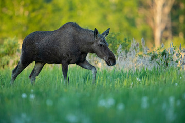 Moose cow (Alces alces) walking
