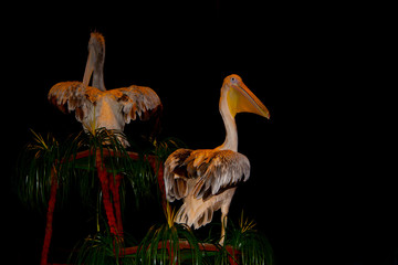 A pair of bright beautiful circus pelicans sitting on a stand