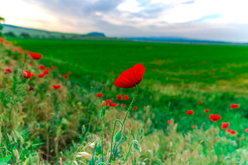Poppies spring flowers
