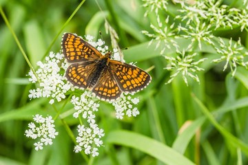Black and orange butterfly, Heath Fritillary, sitting on white flower growing in a meadow on a summer day. Blurry green grass in background.