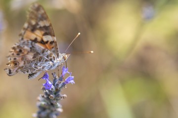 Farfalla su fiore di lavanda