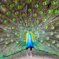 Naklejka premium A close portrait of a blue peacock on the background of colorful feather 