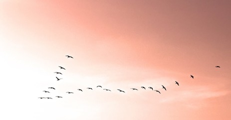 Vol du soir de grands cormorans en formation 