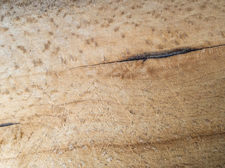 Wood beech (lat. Fagus) texture cut with natural light.