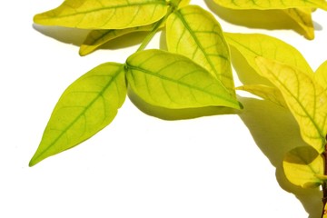 Yellow-green leaves on a white background