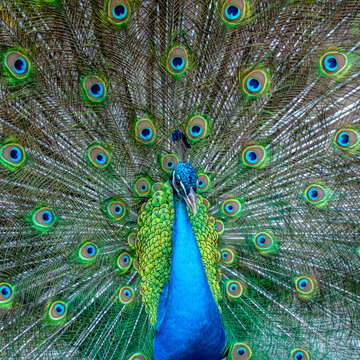 A close portrait of a blue peacock on the background of colorful feather 