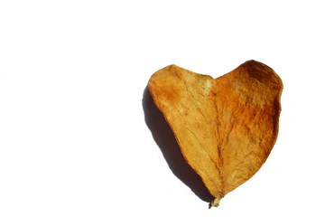Brown heart-shaped dry leaves on a white background